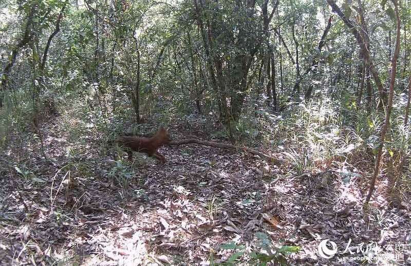 国家一级保护动物豺。视频截图