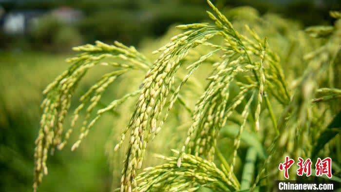 “巨型稻”在浙江建德挂穗圆袁隆平“禾下乘凉梦”