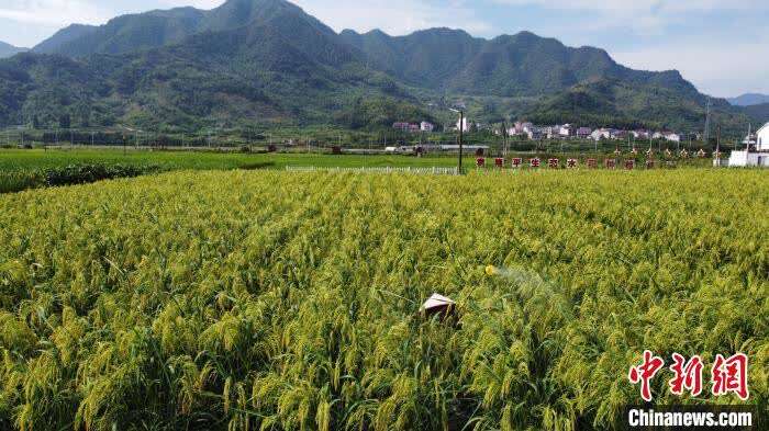 “巨型稻”在浙江建德试种。　钱鏊焕 摄