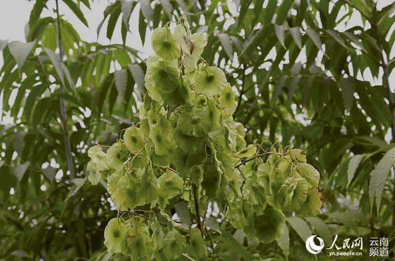 大围山生长的云南金钱槭。何永明摄