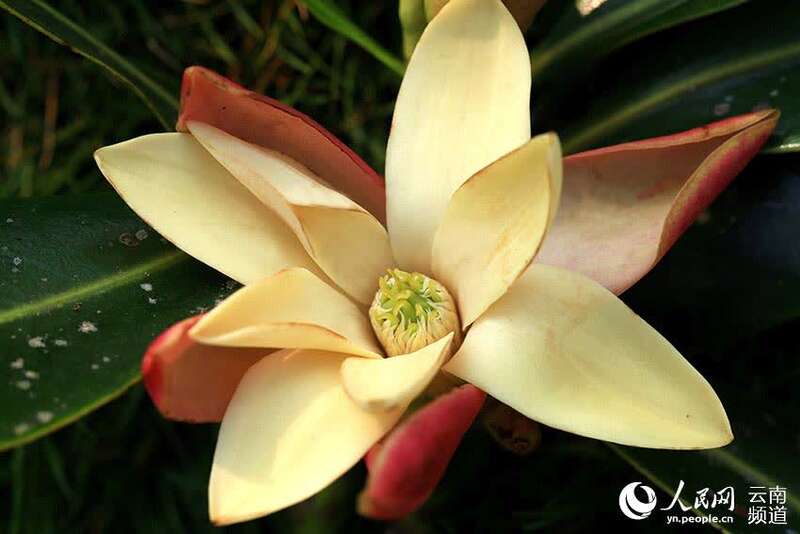 生长在大围山的国家Ⅰ级重点保护野生植物华盖木,此为华盖木之花。何永明摄