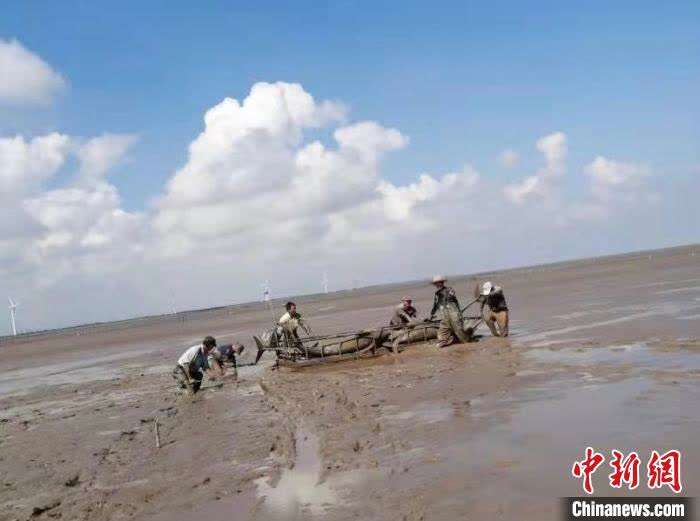 12头海豚搁浅浙江慈溪滩涂目前已得到救助回归大海