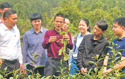 福建省南平市科技特派员刘国英(左四)在武夷山市星村镇指导茶农种