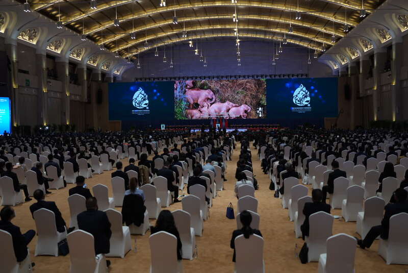 中国方案引领bob电竞体育平台全球生物多样性恢复“新十年”