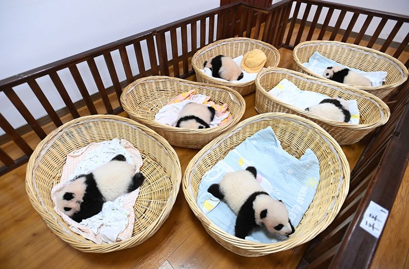 四川卧龙探访育幼室大熊猫宝宝