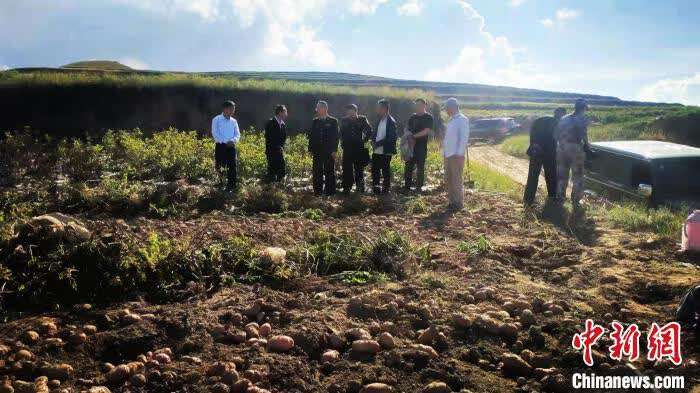 从“土里刨食”到“土里刨金”：青海红洋芋成乡村振兴“金钥匙”