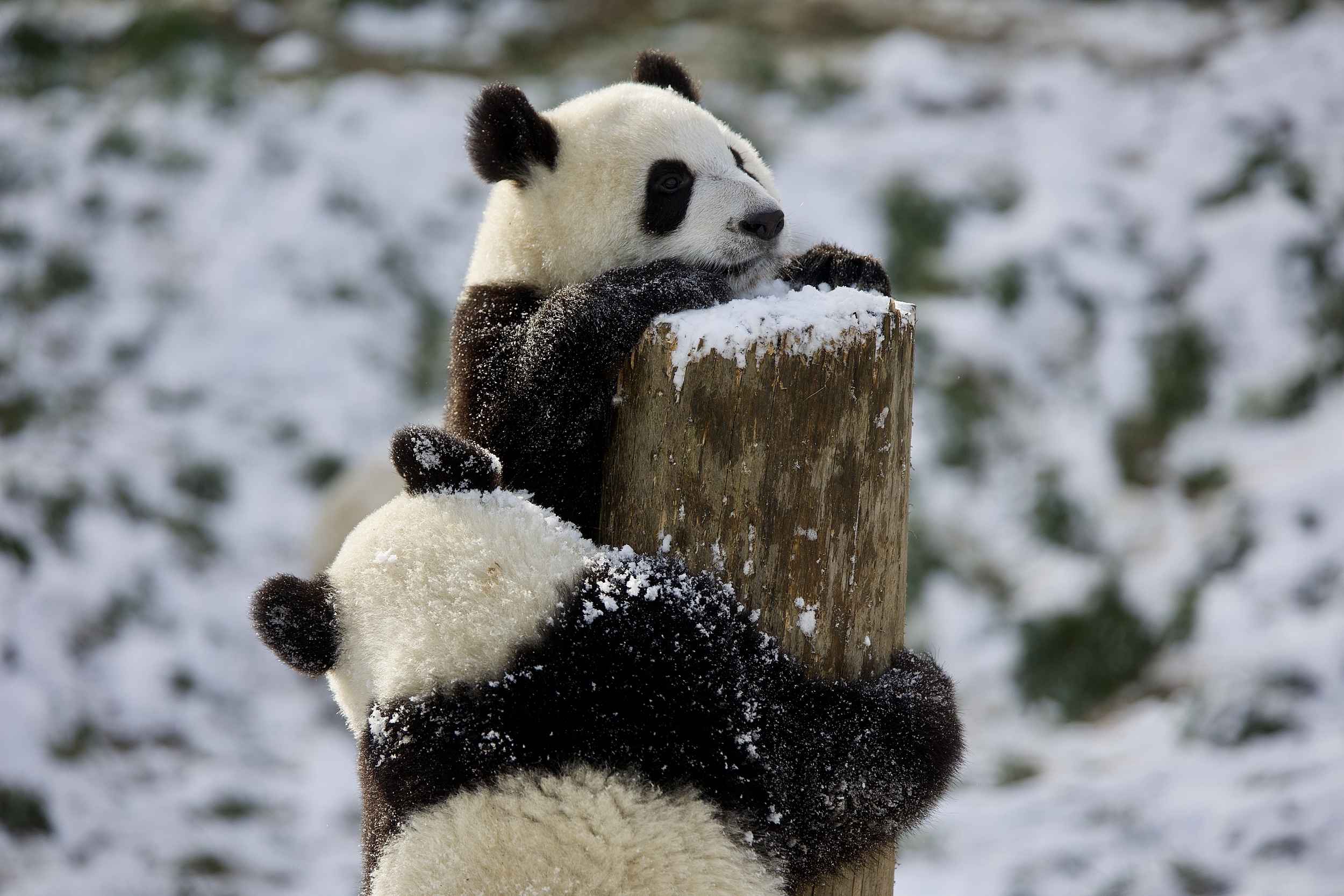 西安:秦岭大熊猫幼崽初见雪 撒欢打滚可爱至极
