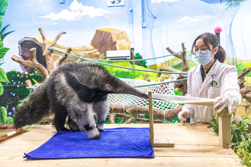 国内首例人工育幼黑腿白臀叶猴在穗亮相