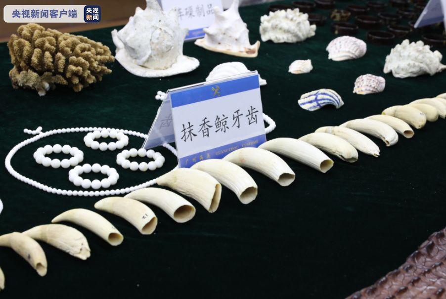 查获的这23颗抹香鲸牙齿就被藏在奶粉罐中”