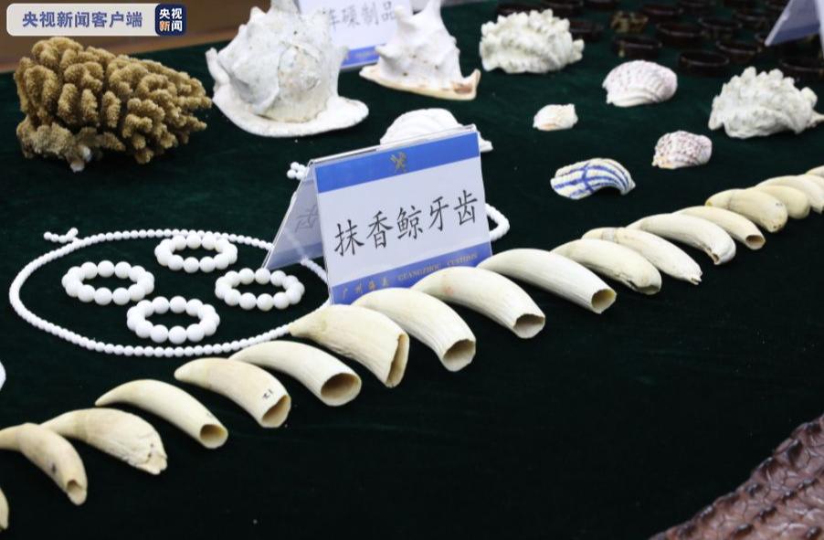 查获的这23颗抹香鲸牙齿就被藏在奶粉罐中”