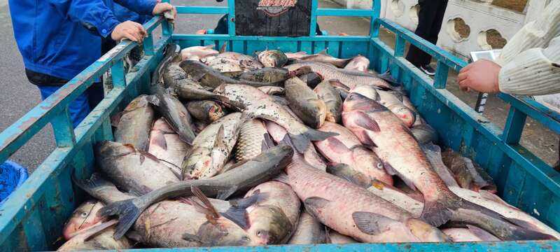 扬州大学捕捞2000斤大鱼  近十不同口味全鱼套餐供学生免费吃