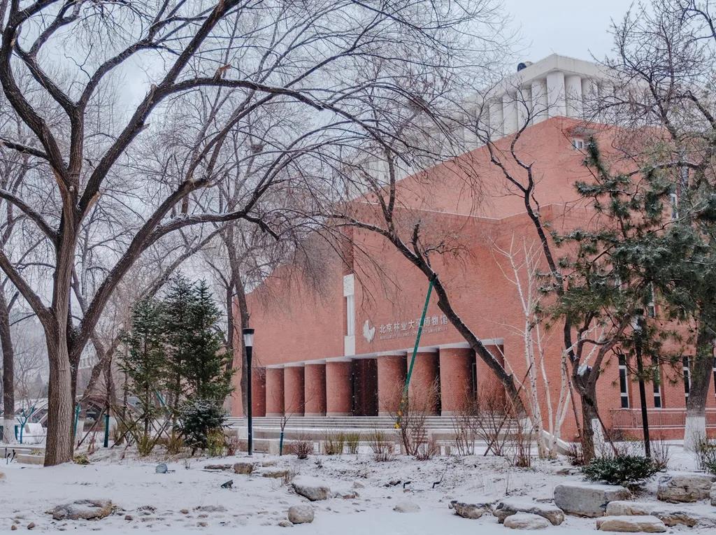 中央民族大学2022年的第一场雪在你我的企盼中如约而至绵绵白雪装点着