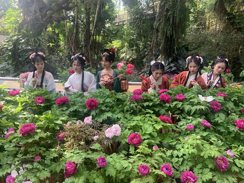 “反季催花”令牡丹花春节前后在广州绽放