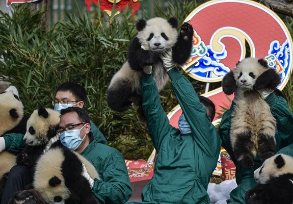 四川阿坝：快来数滚滚！2021级大熊猫宝宝集体亮相