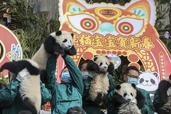 四川阿坝：快来数滚滚！2021级大熊猫宝宝集体亮相