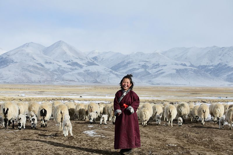 藏北牧人图片