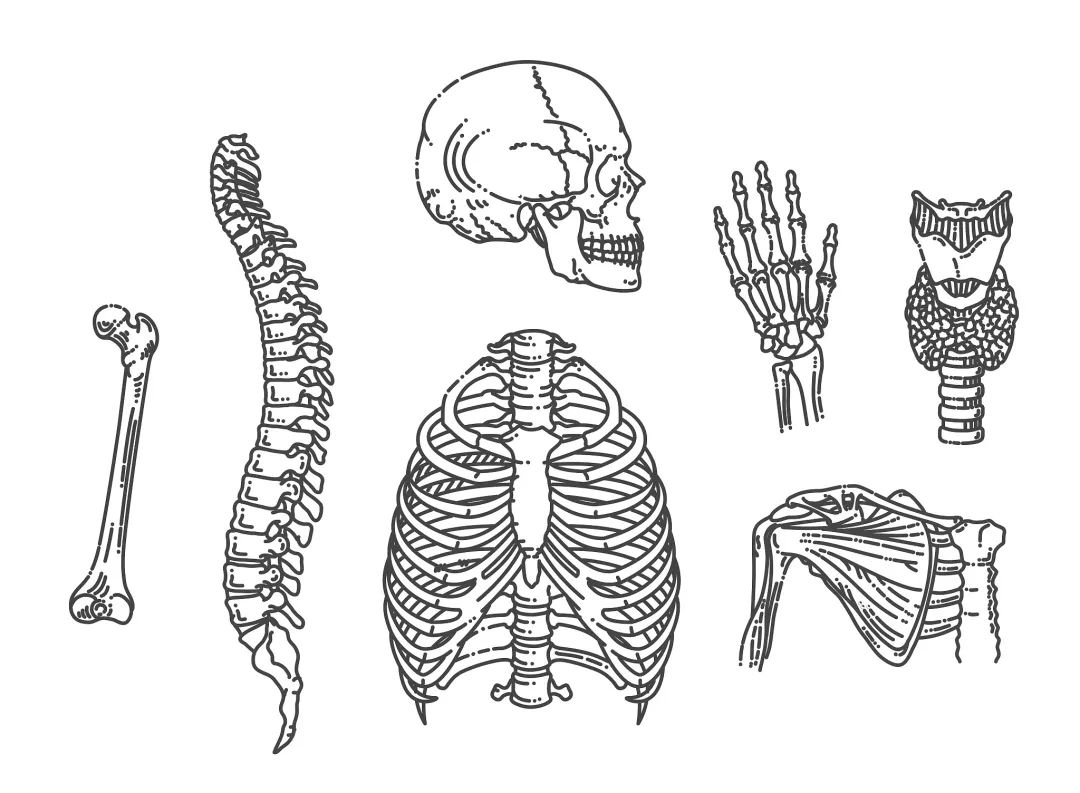 《人体骨骼学》