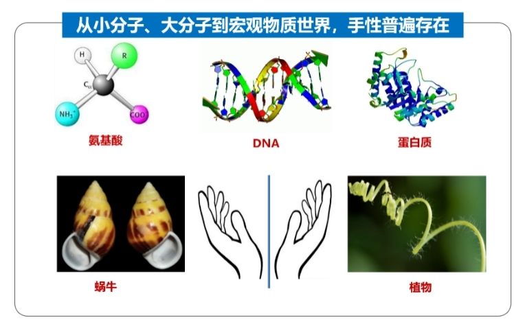 最早由开尔文勋爵提出用"手性"描述物质和其镜像体的不可重叠性