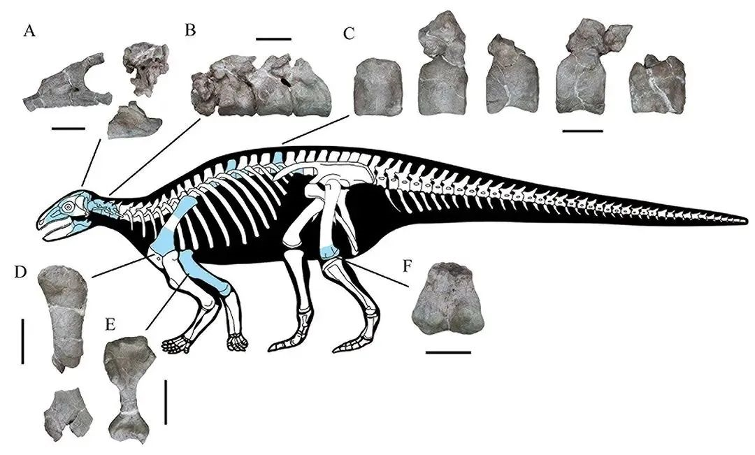 脊椎动物研究团队在亚洲早侏罗世地层中发现迄今最完整的覆盾甲类恐龙