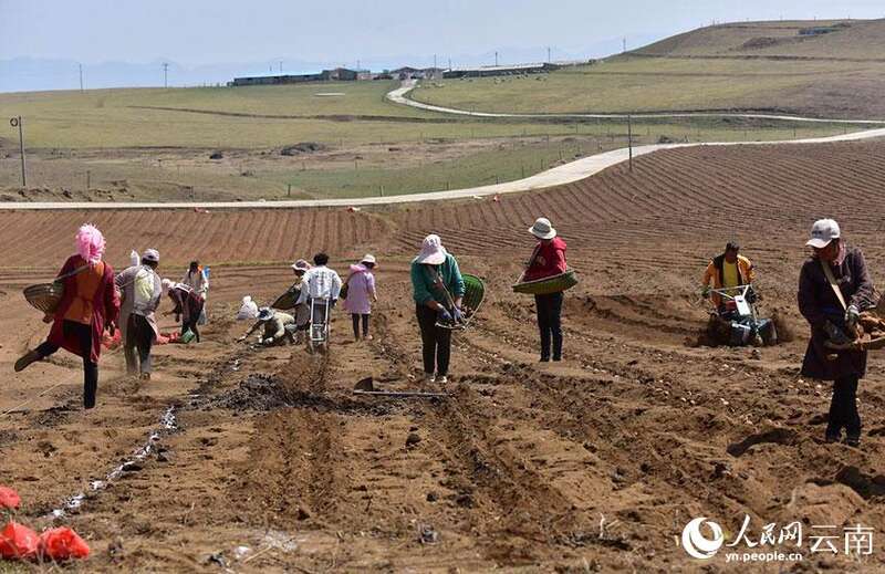农户们齐心协力抢抓春耕关键农时。 郑远见摄