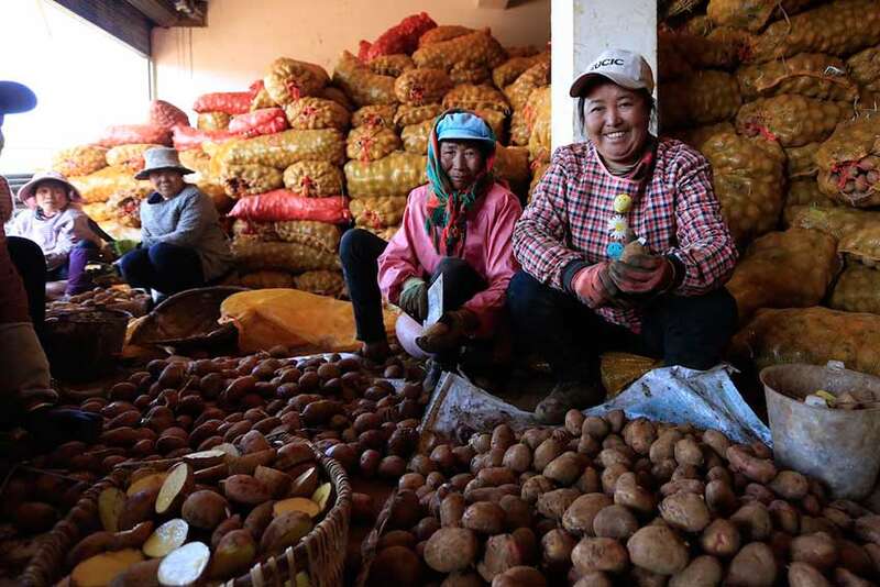 “昭通大洋芋”产业成就乌蒙山区群众的致富路。 巧家县融媒体中心供图