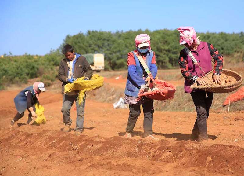 巧家县马铃薯产业的“农户+合作社+企业”模式，让农户增收。 巧家县融媒体中心供图