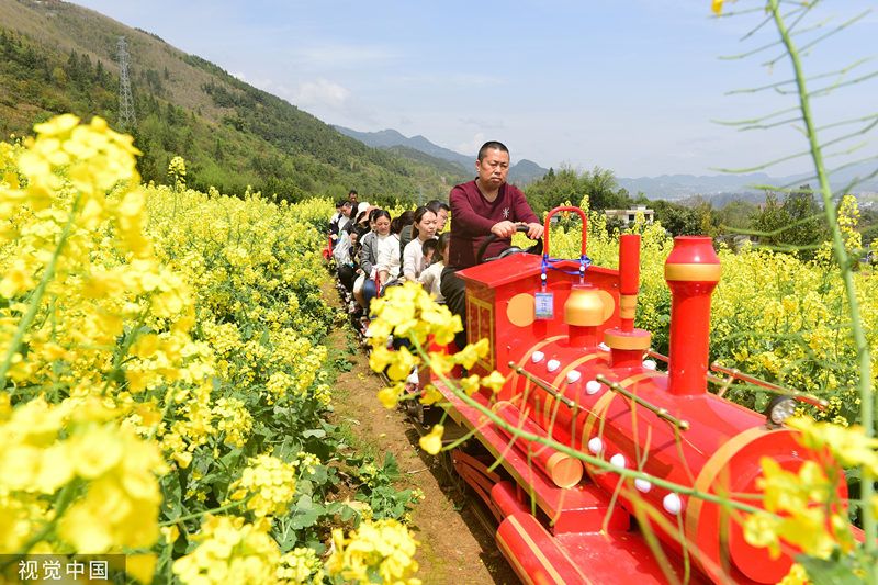 眉山小火车油菜花图片