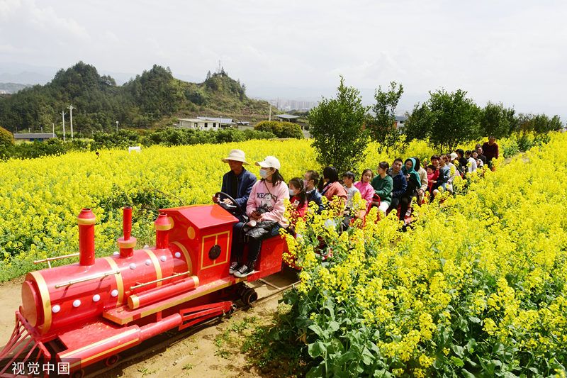 眉山小火车油菜花图片