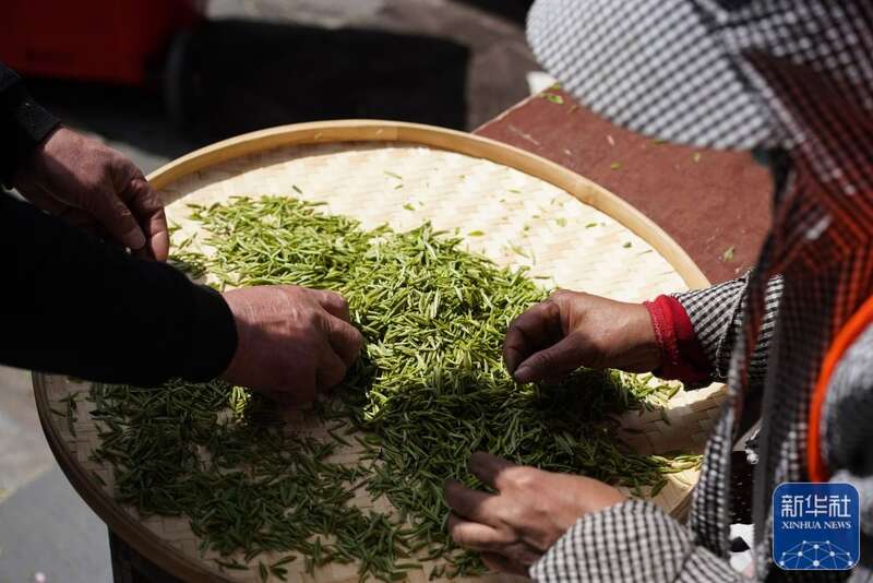 黄龙岘龙毫茶图片