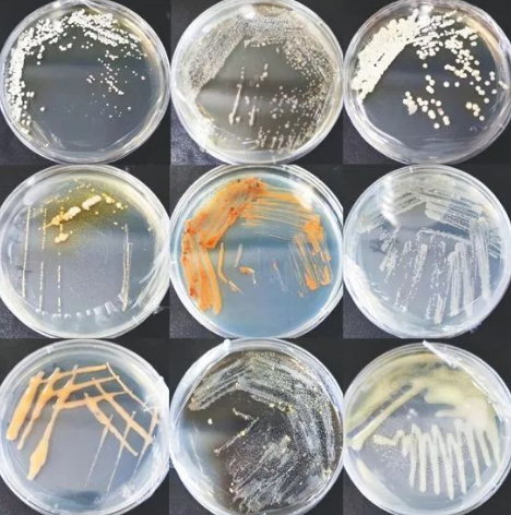 部分红树林放线菌形态图除了埋首科研,徐静研究团队成员还积极构建