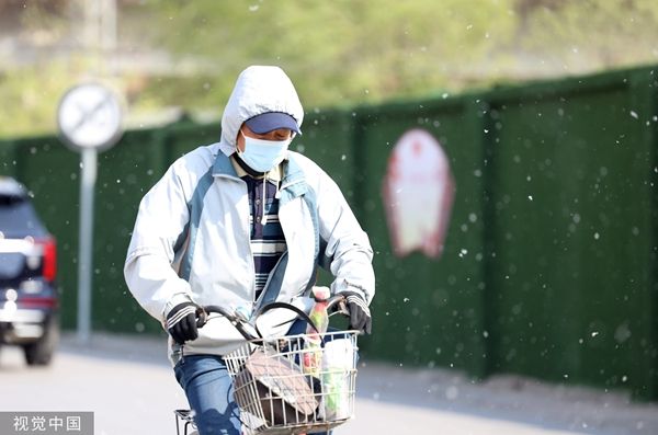 北京进入2022年首个杨柳飞絮高发期 柳絮飘飞似雪花飘落