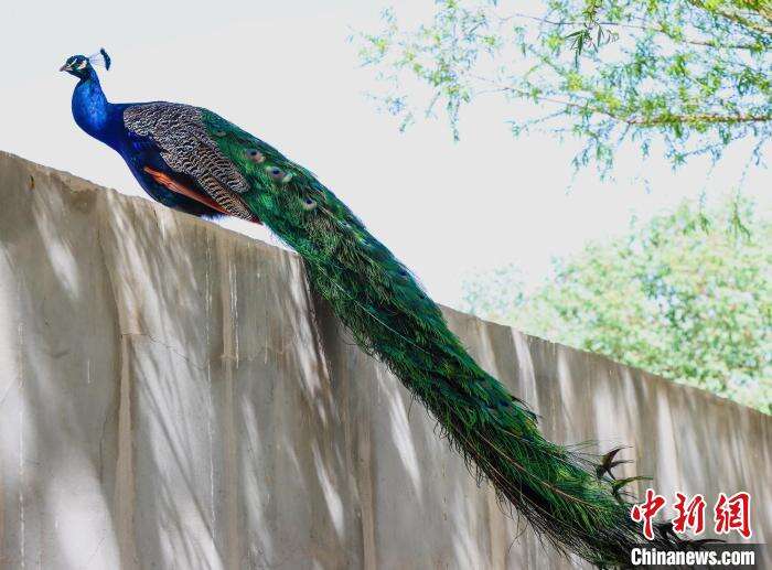 休闲游升温助力新疆兵团乡村振兴