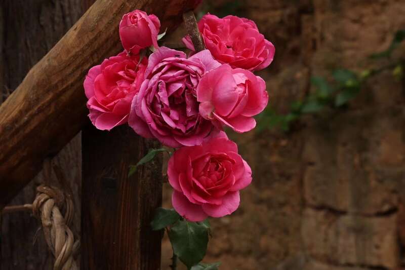 强国志 青春说 云南省青联大讲堂搬到田间地头