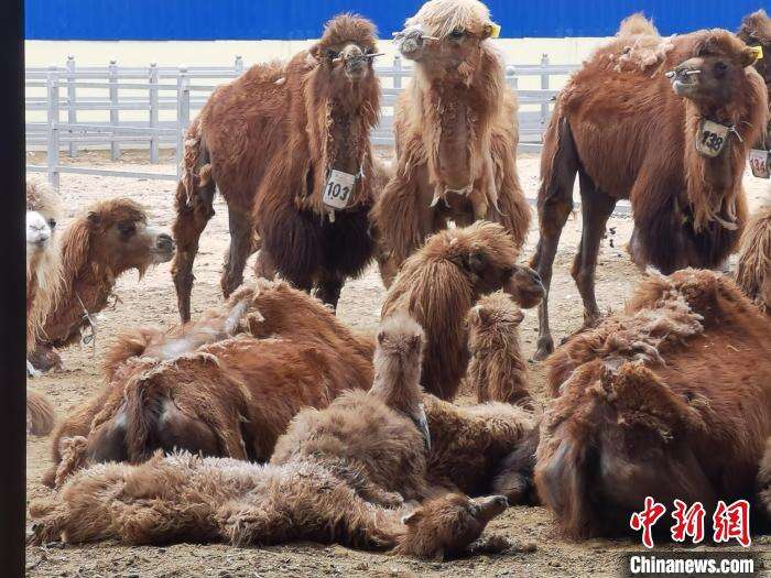 【十年@每一个奋斗的你】内蒙古边境旗县致富觅新路:450对母子驼“替”民众奔小康