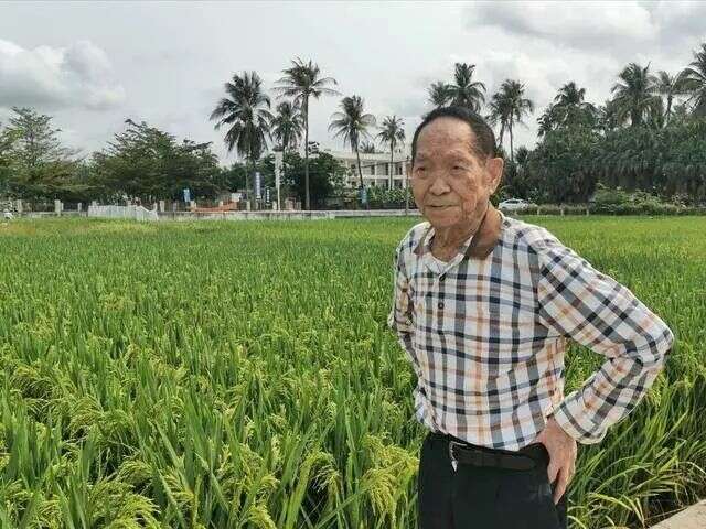 袁隆平拿水稻图片图片