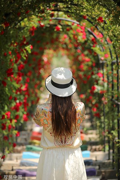 山东日照：百米蔷薇花廊亮相成新晋网红打卡地