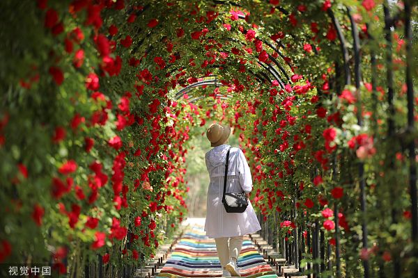 山东日照市东港区南湖镇石老山风景区,一条"蔷薇长廊"吸引不少市民