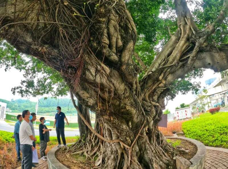 古树也要照ct服中药广州首批树医生是他们