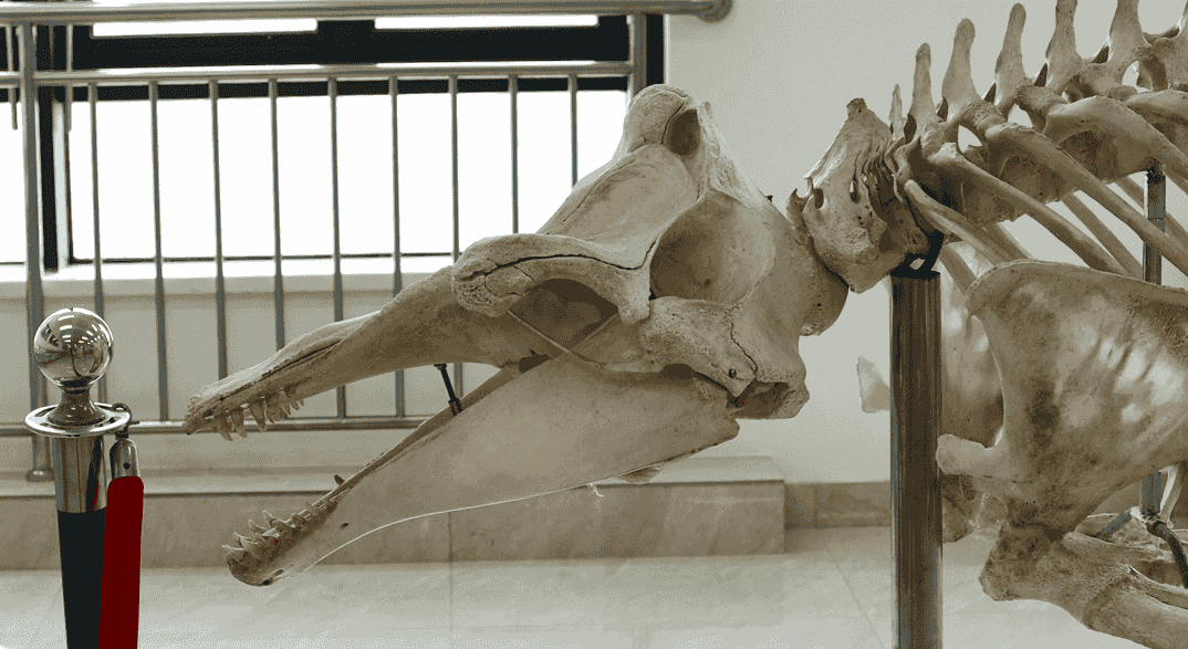 龙王鲸腿骨图片