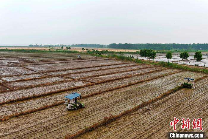 6月14日，安徽省五河县沱湖乡大岗村农民进行机械插秧(无人机照片)。　李向前 摄