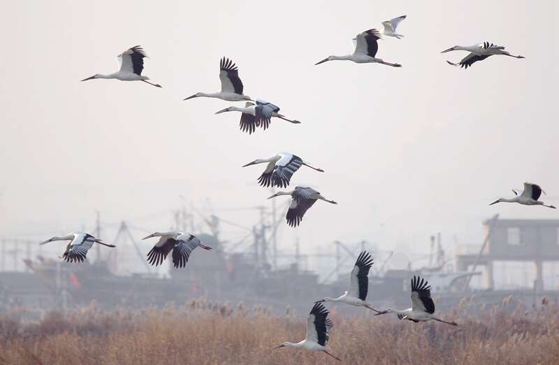 滨海湿地成为鸟类栖息的天堂。武心龙摄