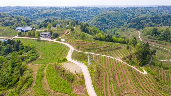 蚕桑种植基地鸟瞰图.中敖镇产业办供图