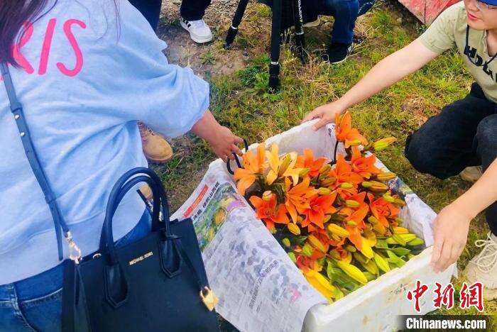 村民采摘百合花。 壤塘县委宣传部供图