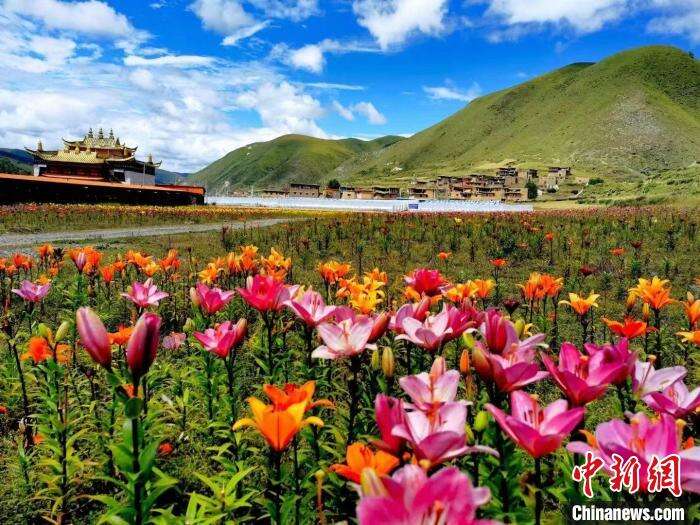 近百亩百合花竞相开放,景色诱人。 壤塘县委宣传部供图