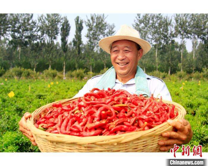 种植面积8万亩“中国辣椒之乡”河北鸡泽辣椒迎来采摘季