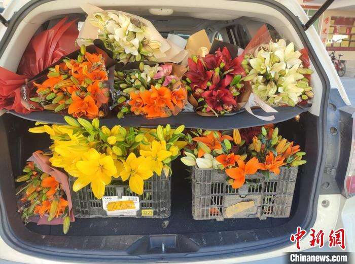 刚刚采摘下来的百合花。 壤塘县委宣传部供图