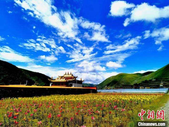 近百亩百合花竞相开放,景色诱人。 壤塘县委宣传部供图