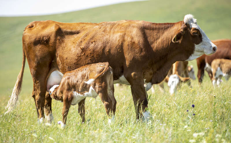 国产“牛”！我国科学家坚持43年育成自主肉牛新品种