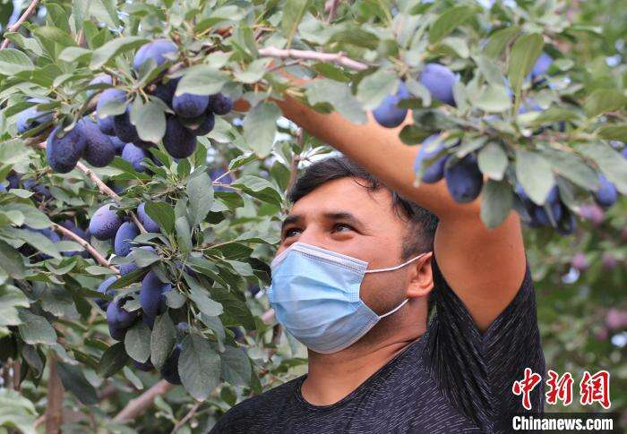 新疆伽师县新梅迎来采摘季果农喜上“梅”梢