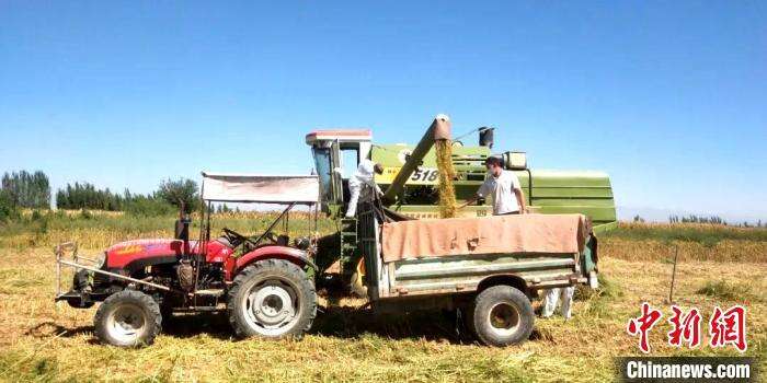 秋收现场，田间地头，各种农机手正在助力秋收全面展开。　李智雪 摄